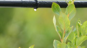Water saving drip irrigation system being used in a Blueberry field.