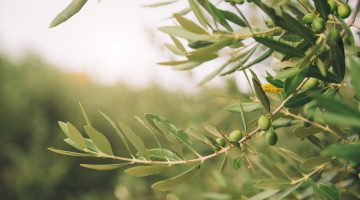 Detail of olive tree
